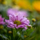 Chrysanthemum malerisch