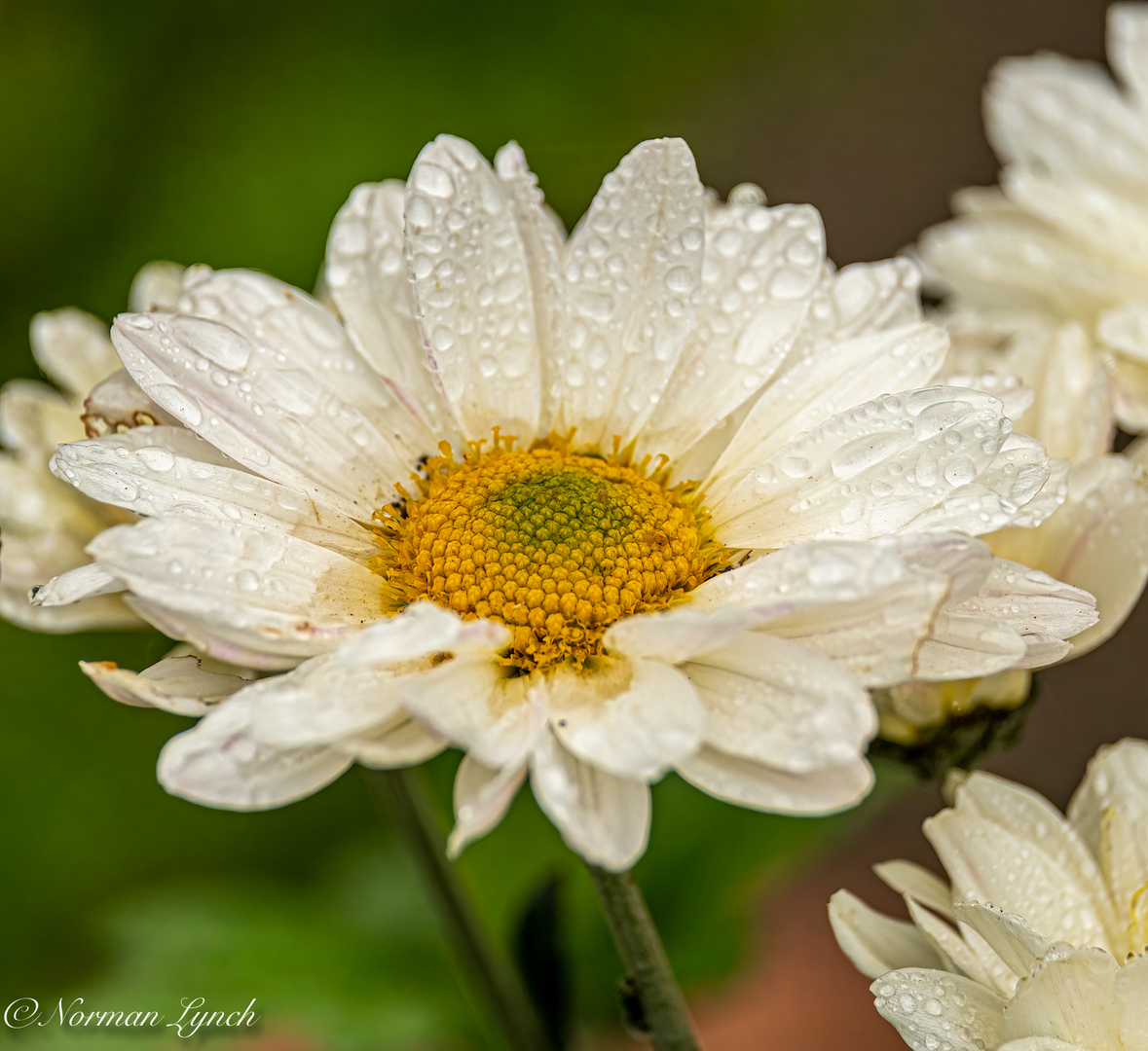 Chrysanthemum Pennine Polo