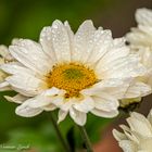 Chrysanthemum Pennine Polo