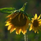 „Chrysanthemum Peruvianum“