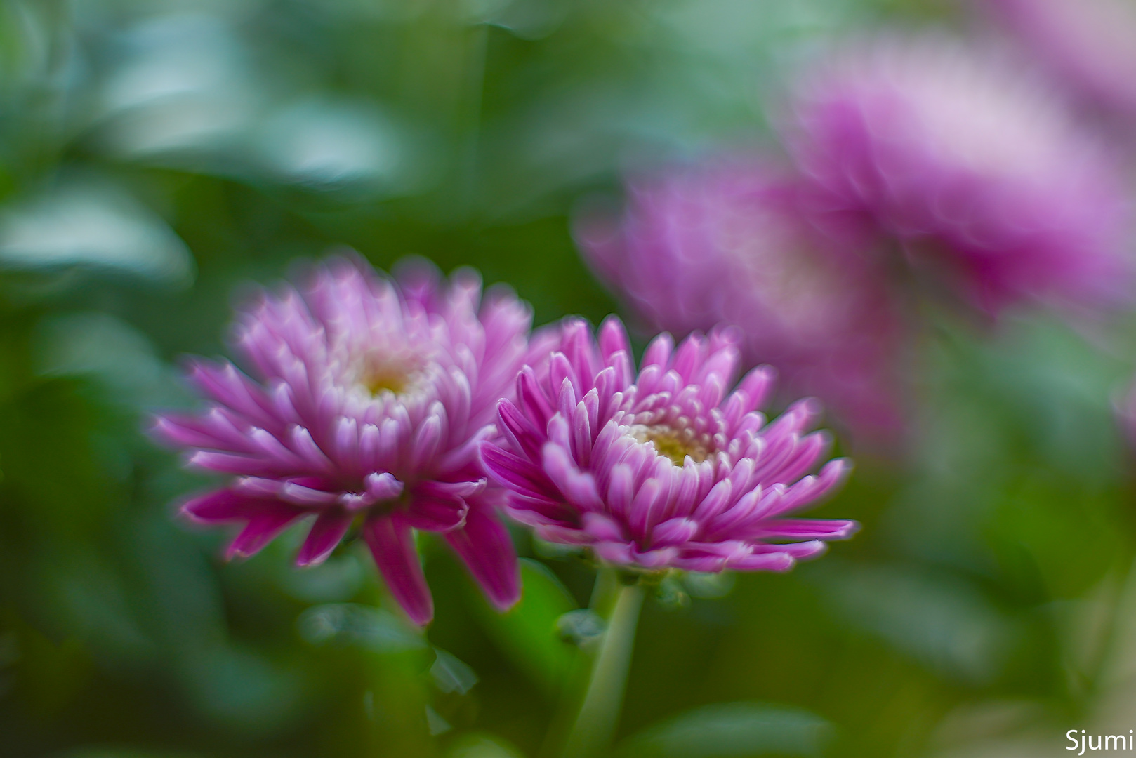 Chrysanthemum picturesque