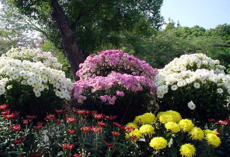 chrysanthemum showing