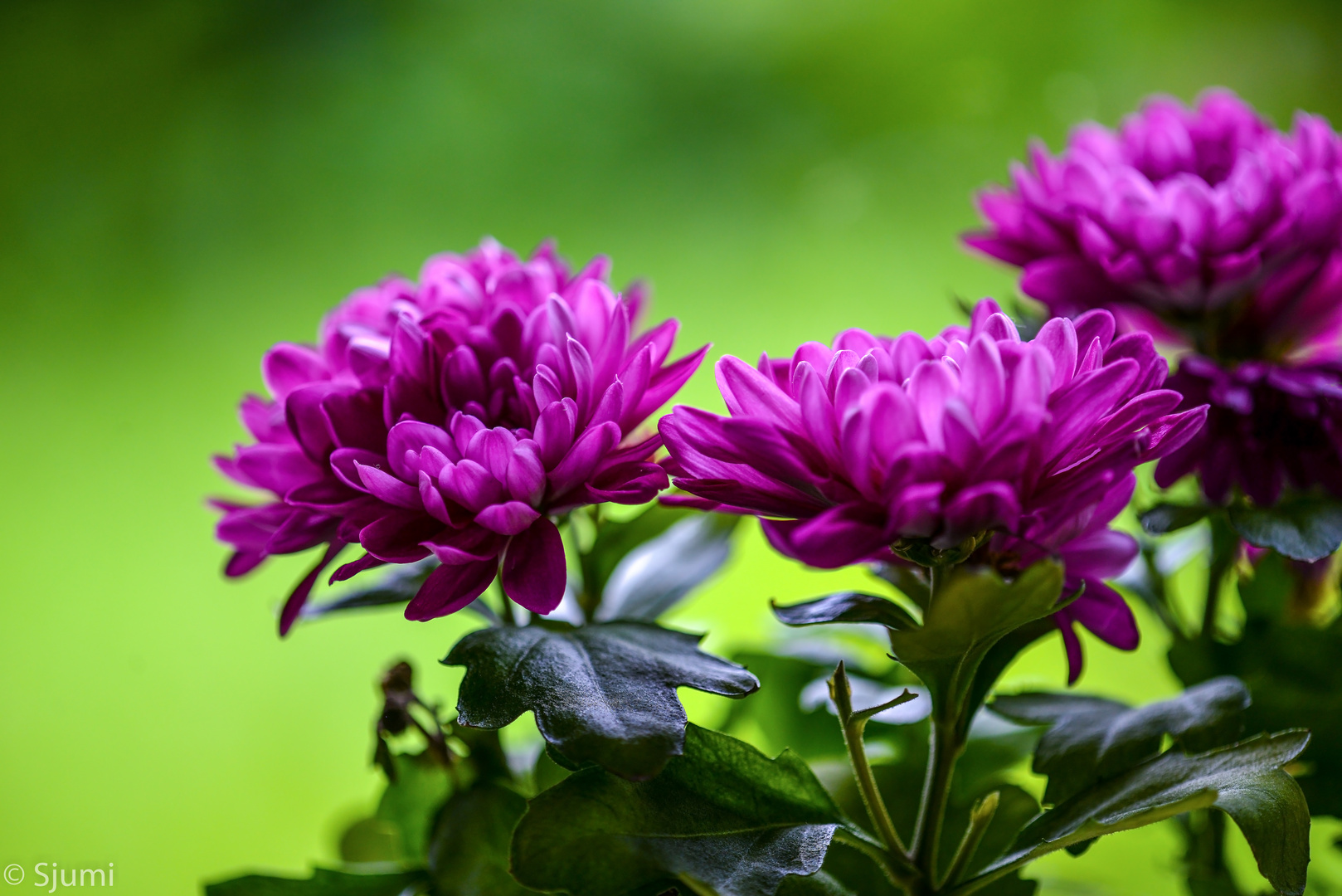 Chrysanthemums