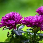 Chrysanthemums