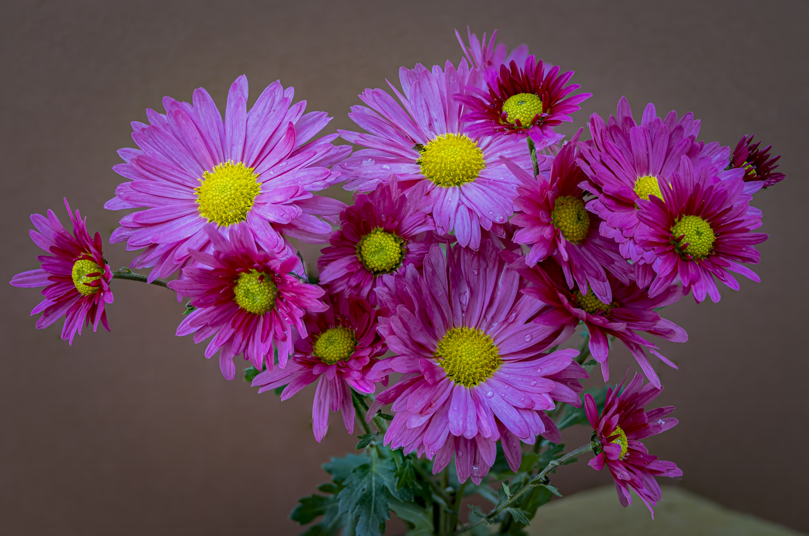 Chrysanthemums