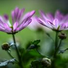 Chrysanthemums light magic