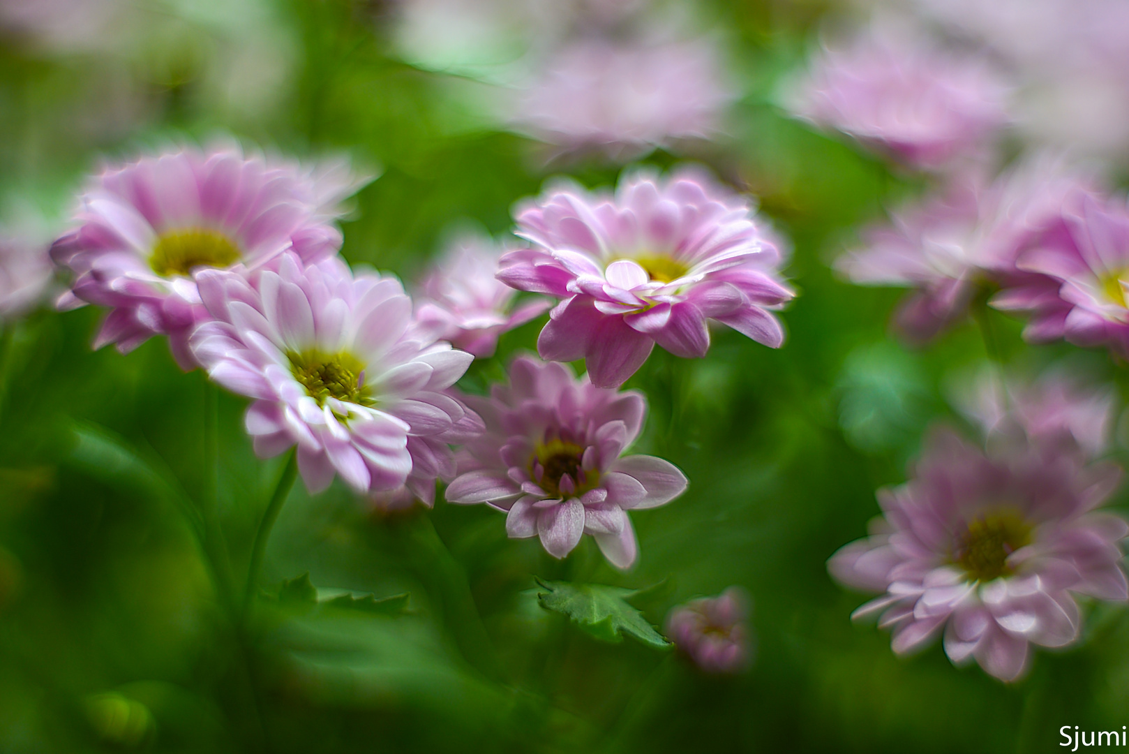 Chrysanthemums light magic