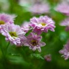 Chrysanthemums light magic