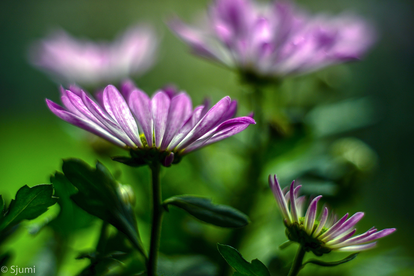 Chrysanthemums picturesque