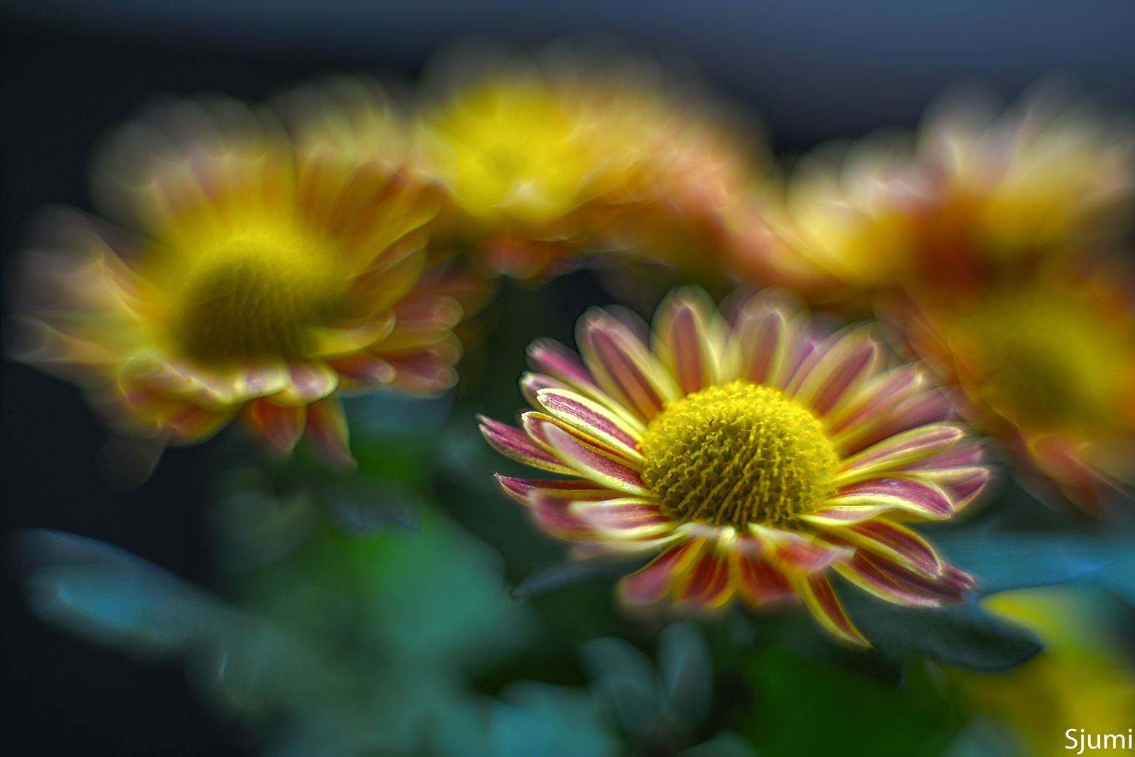 Chrysanthemums picturesque