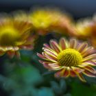 Chrysanthemums picturesque