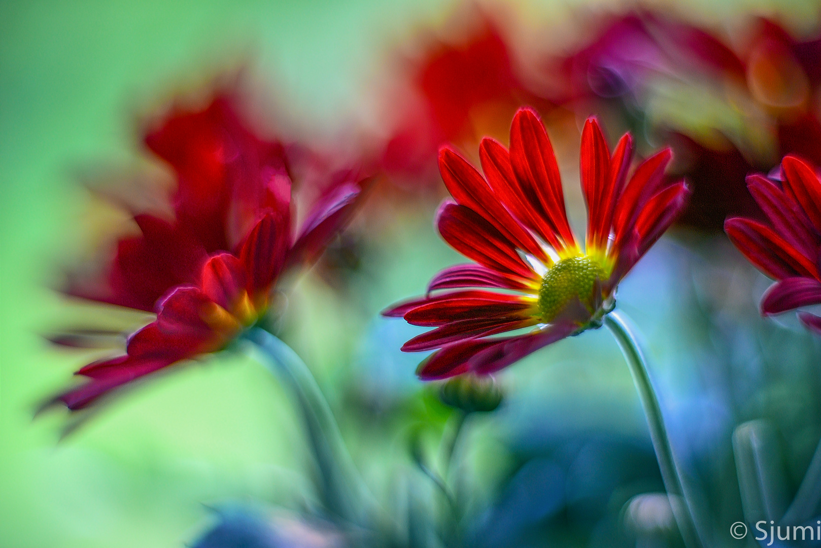 Chrysanthemums picturesque