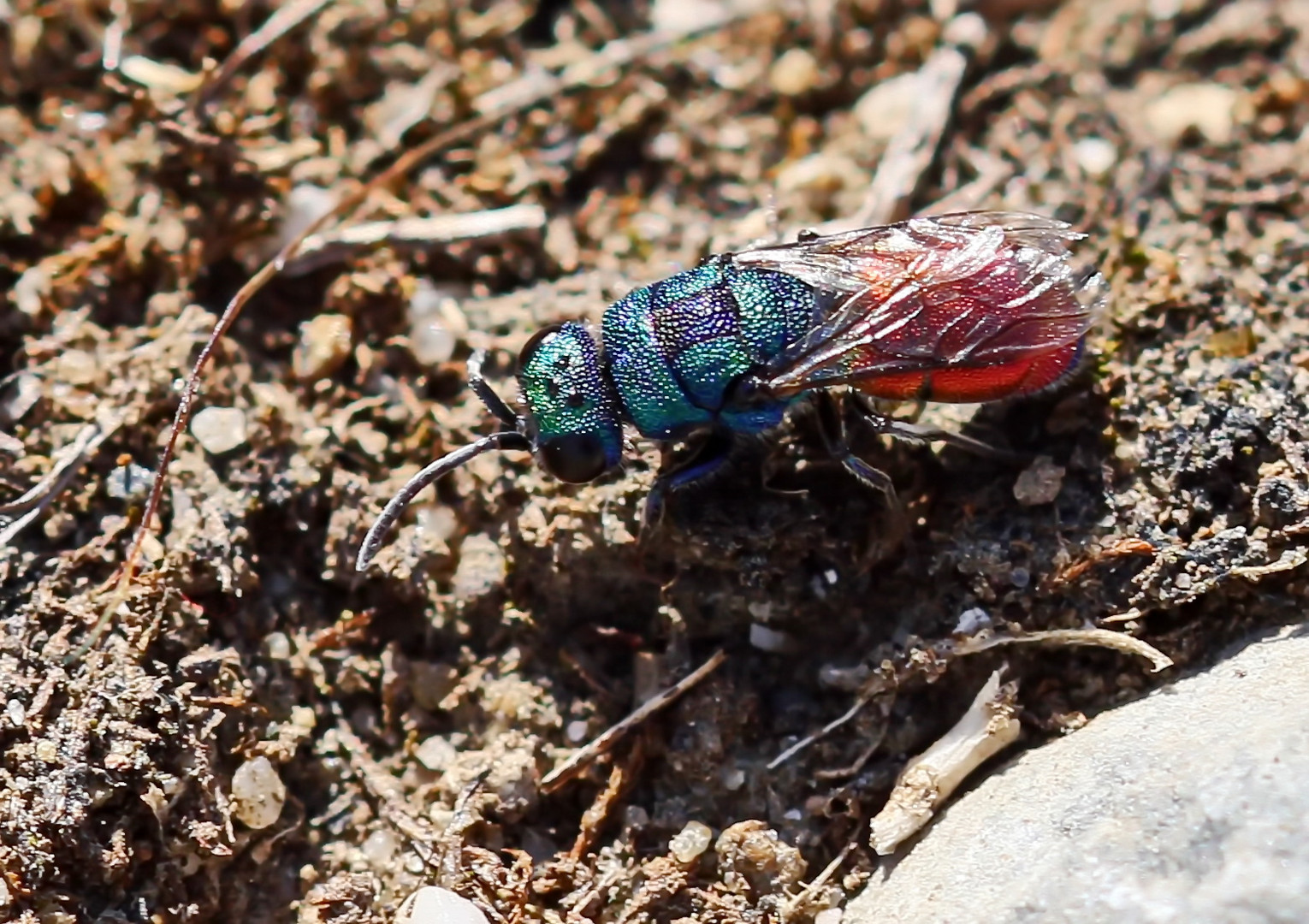 Chrysis fulgida