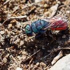 Chrysis fulgida