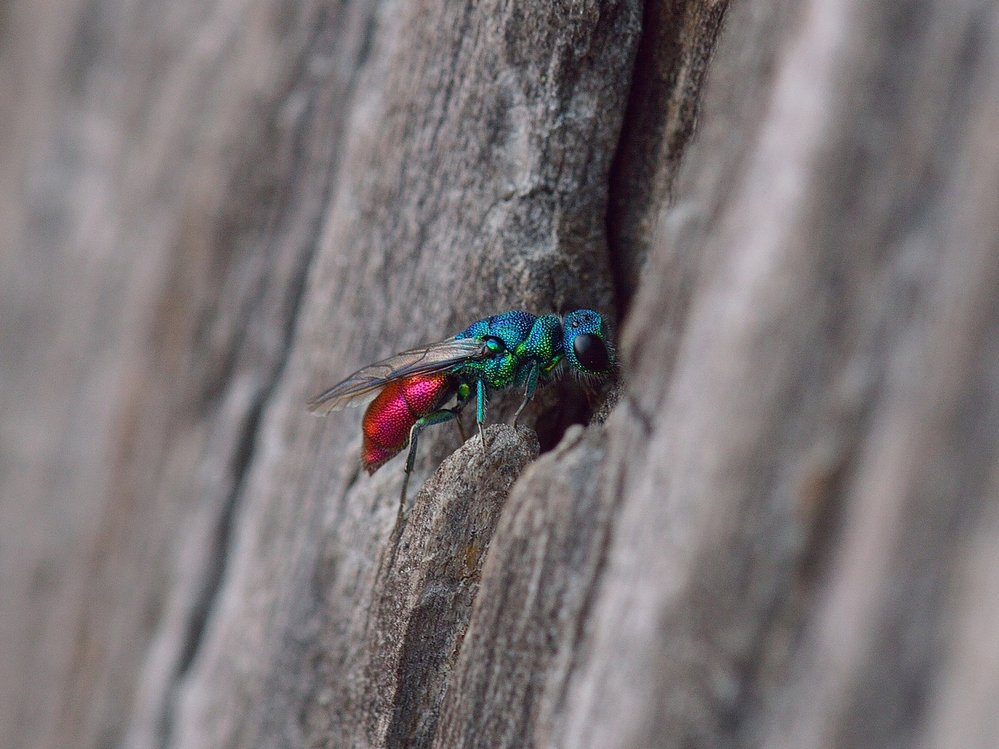 Chrysis ignata, Goldwespe