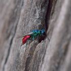 Chrysis ignata, Goldwespe