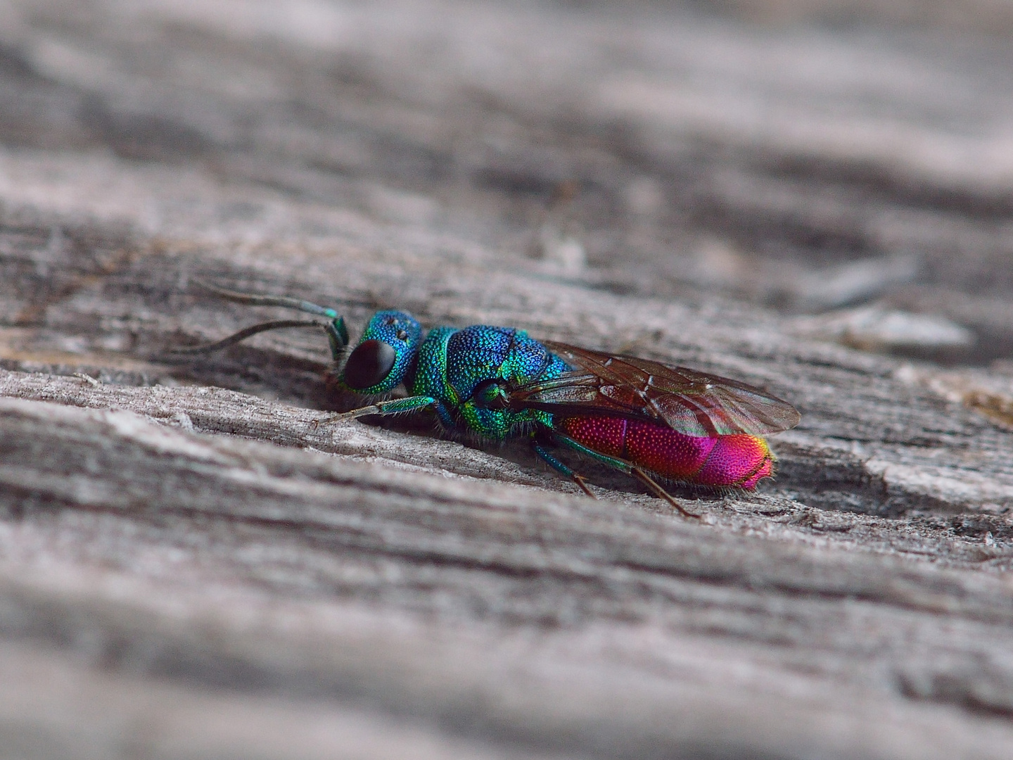 Chrysis ignata, Goldwespe II