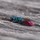 Chrysis ignata, Goldwespe II