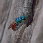 Chrysis ignata, Goldwespe III