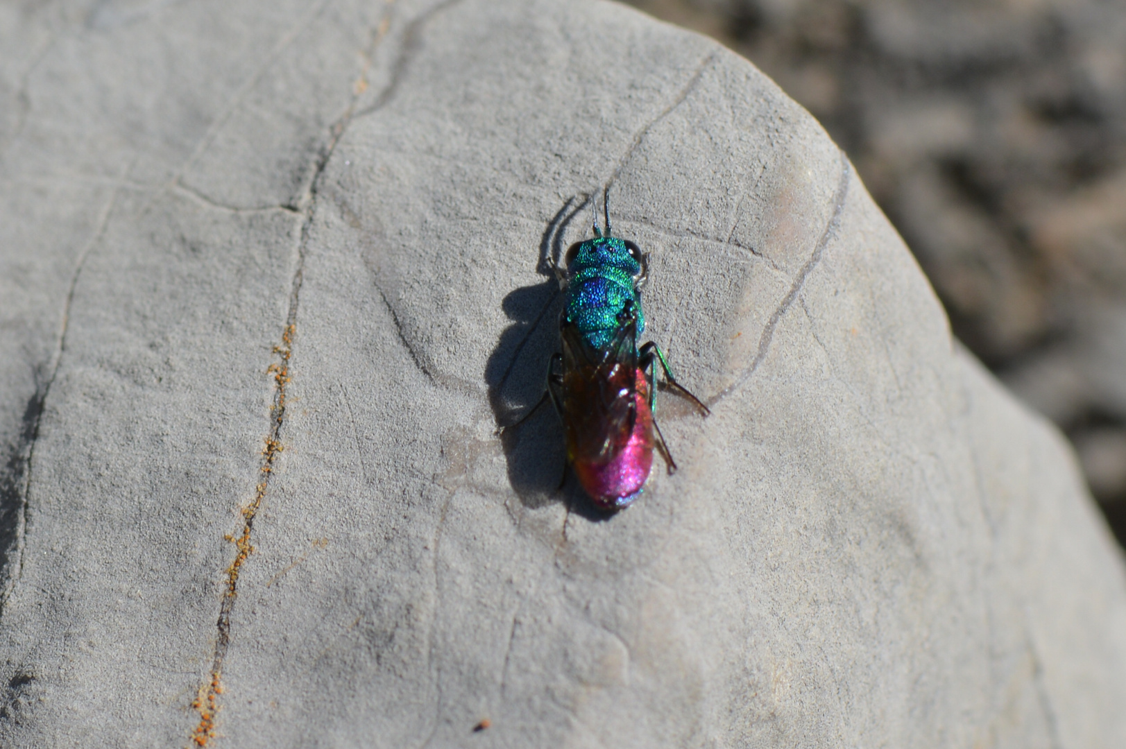 Chrysis ignita