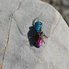 Chrysis ignita