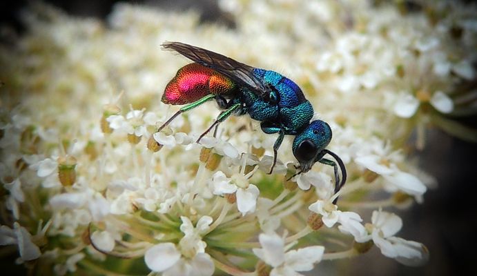 Chrysis Ignita 