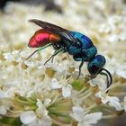 Chrysis Ignita 