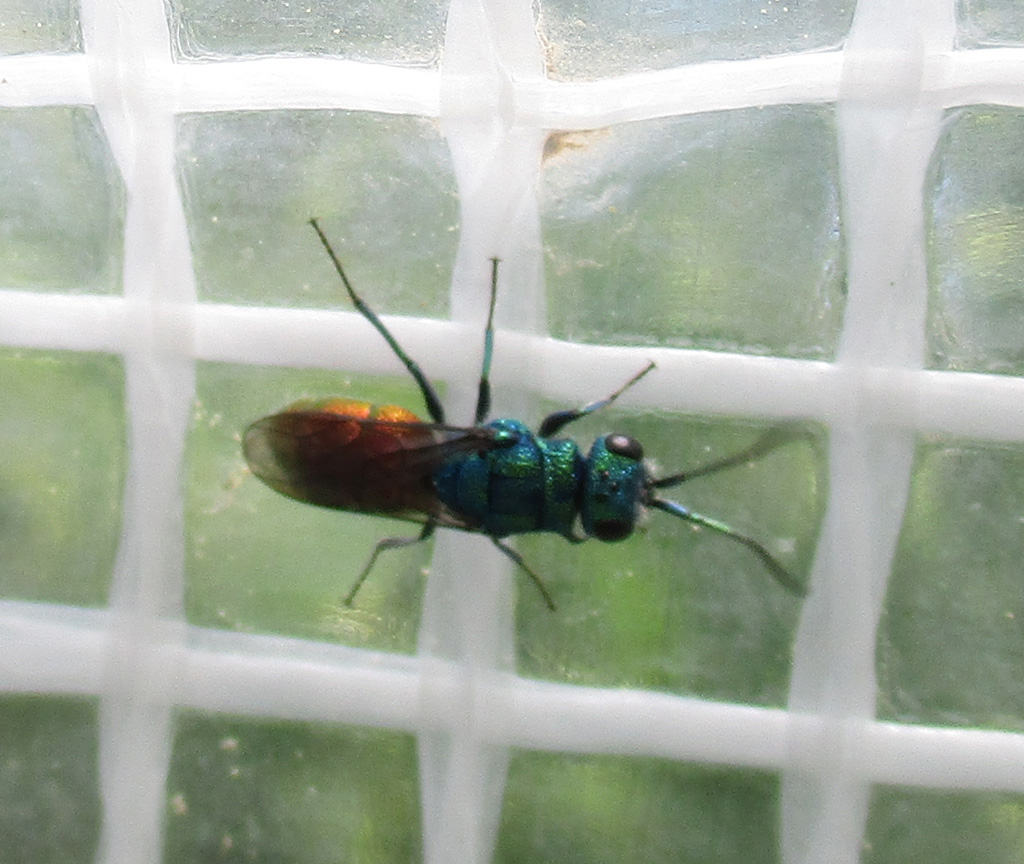 Chrysis ignita - Feuer Goldwespe