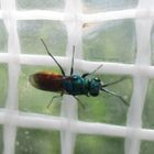 Chrysis ignita - Feuer Goldwespe