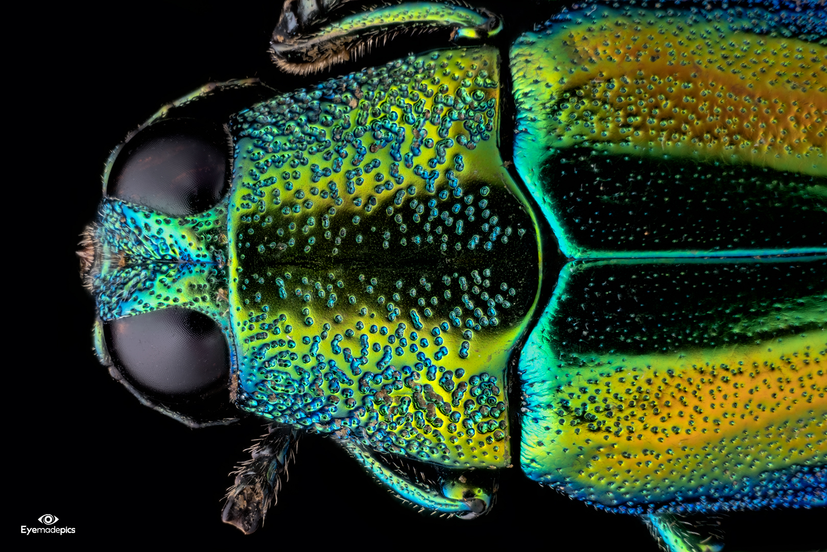 Chrysochroa baudoni (Thailand)