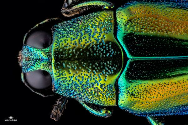 Chrysochroa baudoni (Thailand)