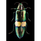 CHRYSOCHROA SAUNDERSI 