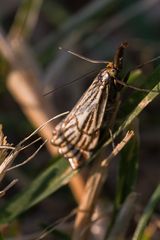 Chrysocramboides craterella