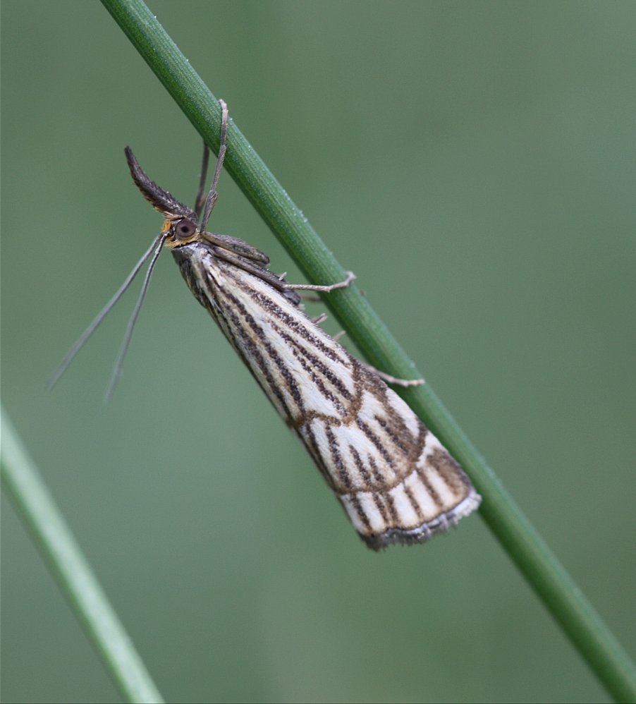 Chrysocrambus craterella...