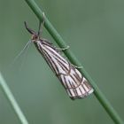 Chrysocrambus craterella...