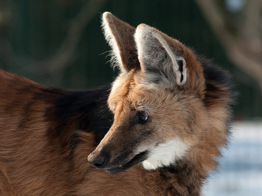 Chrysocyon brachyurus