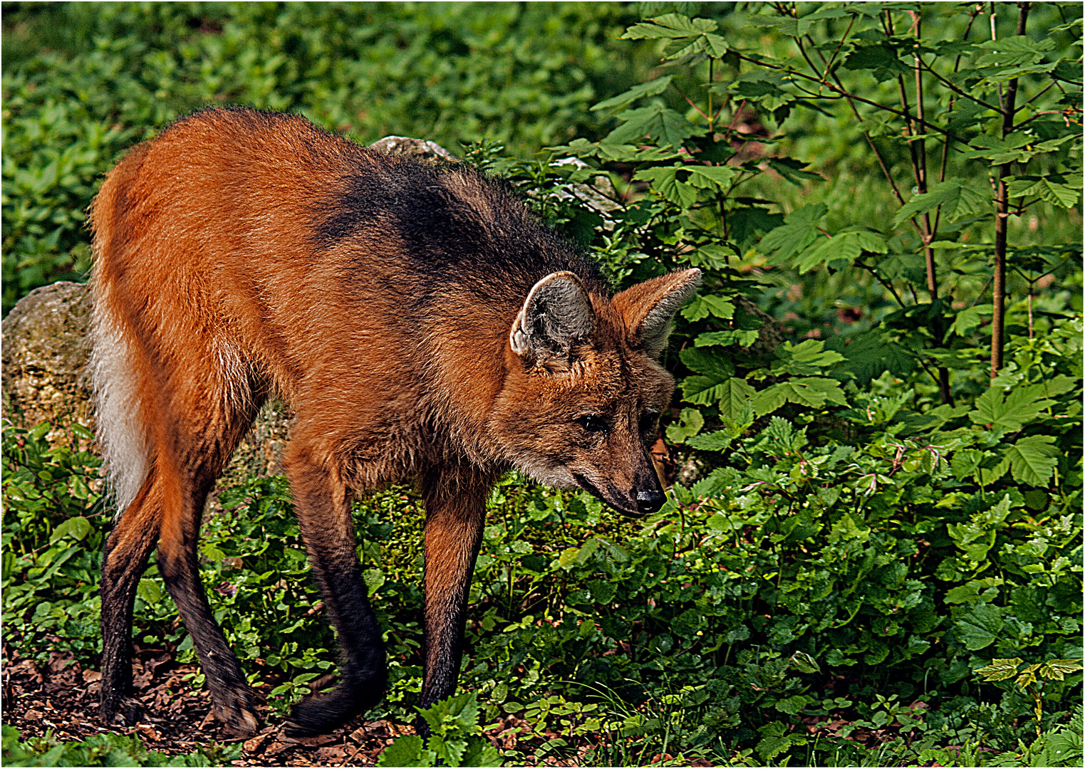 Chrysocyon brachyurus