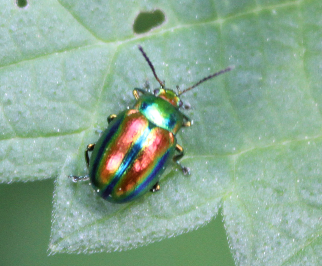 Chrysoliina spec. -Kugelglanzkäfer