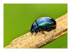 Chrysolina...