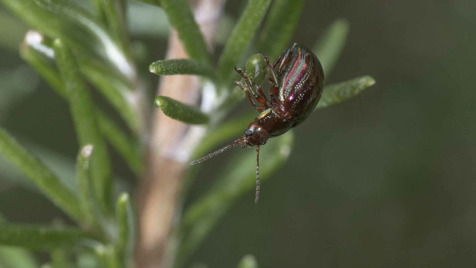 Chrysolina americana Foto & Bild tiere, wildlife, insekten Bilder auf