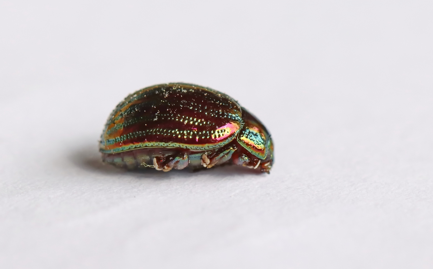 Chrysolina americana