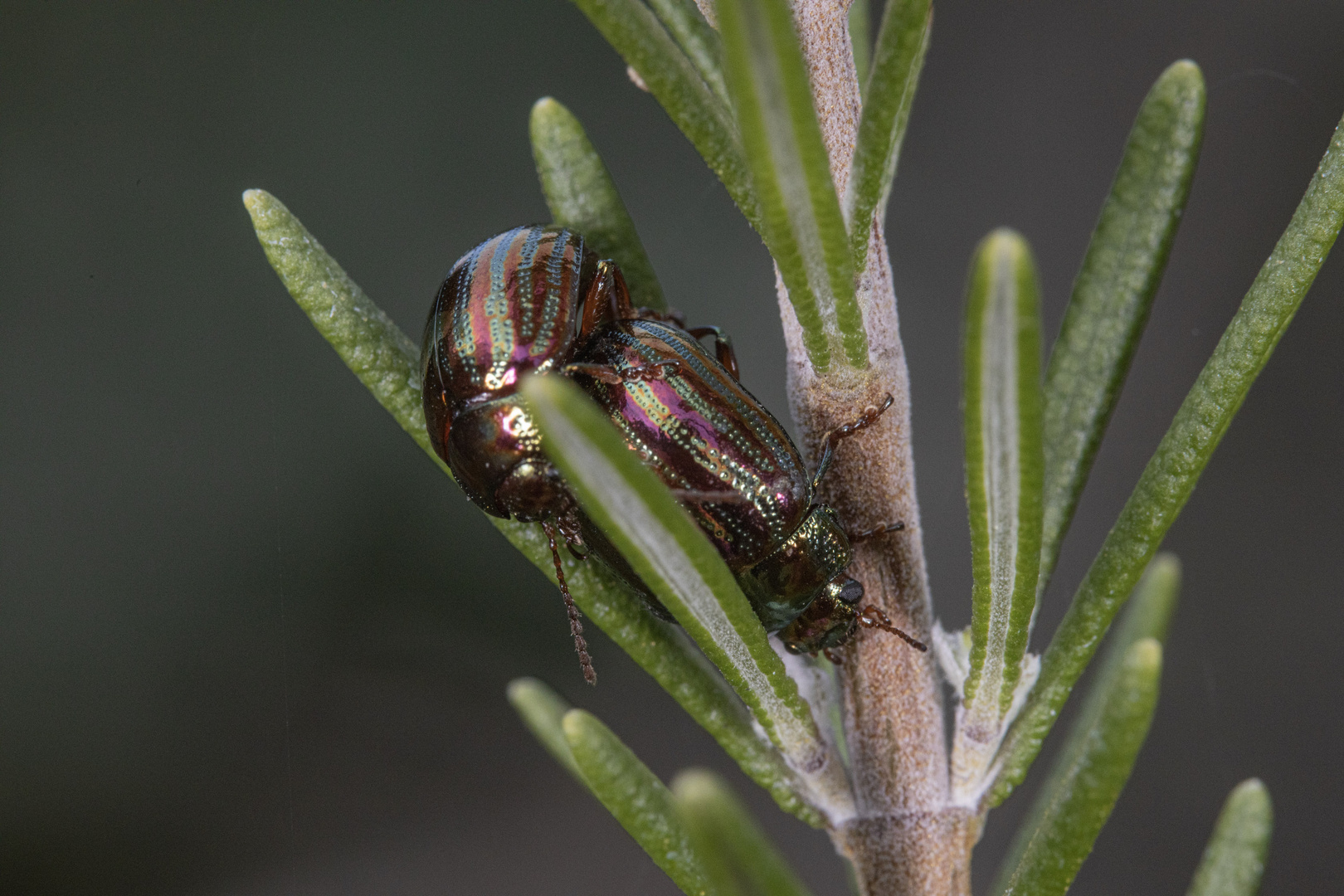 Chrysolina americana