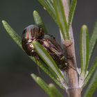 Chrysolina americana