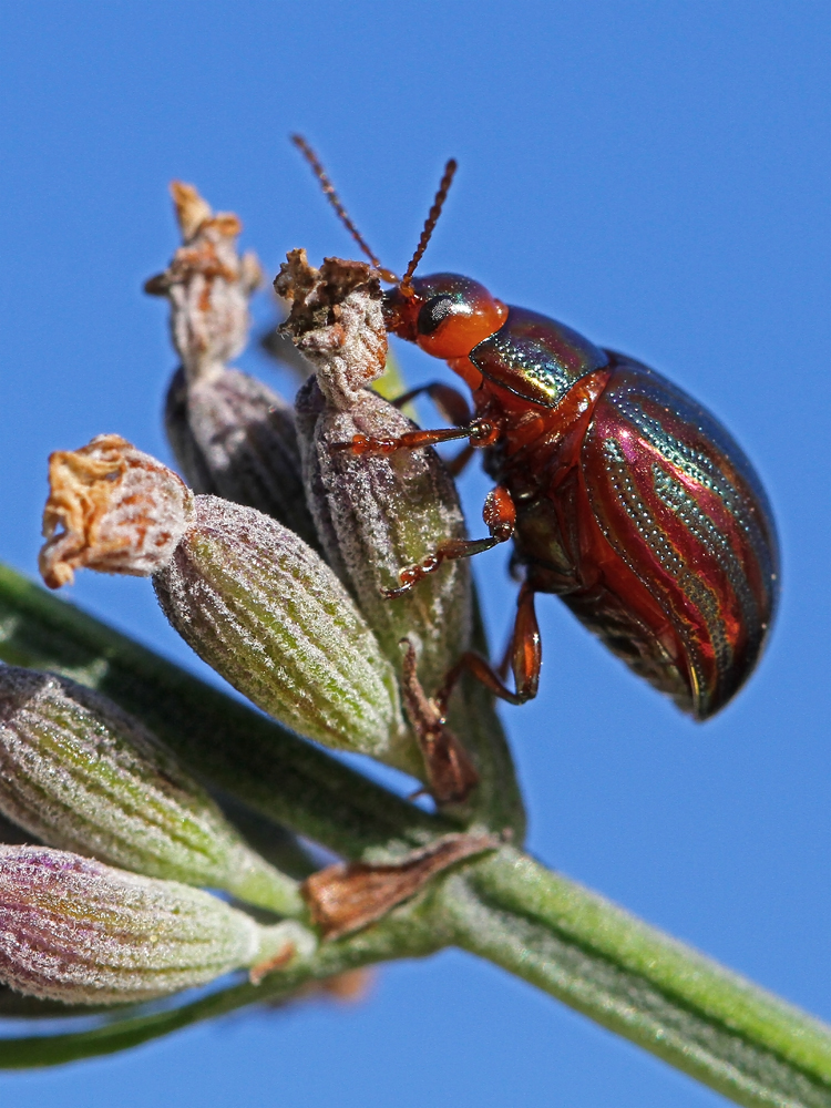 Chrysolina americana