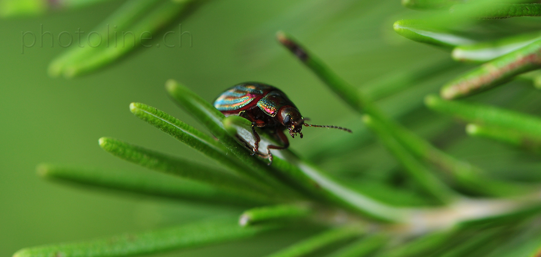 ( Chrysolina americana ) Foto & Bild tiere, wildlife, insekten Bilder