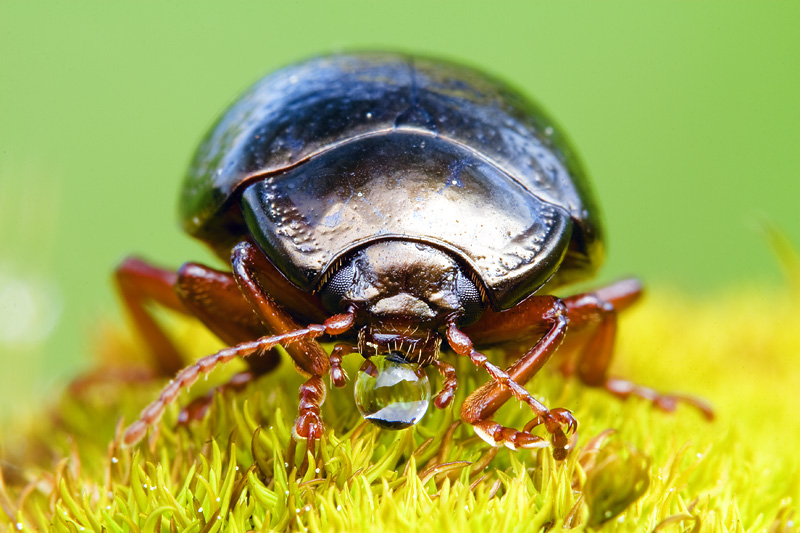 Chrysolina bankii