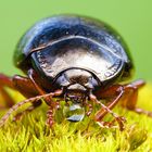 Chrysolina bankii