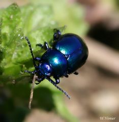 Chrysolina coerulans