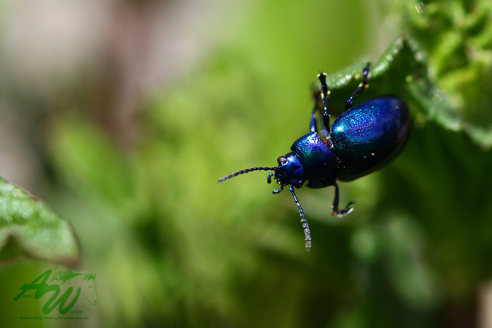 Chrysolina coerulans...