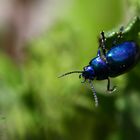 Chrysolina coerulans...